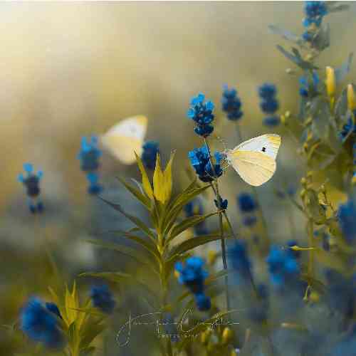 وحید رحمتی بالابرز